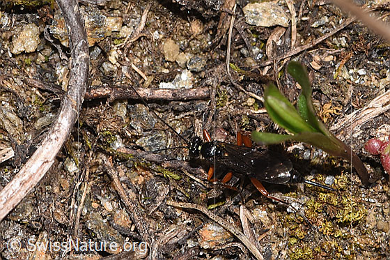 Foto: Wahrscheinlich Schwarze Schlupfwespe (Pimpla rufipes). Länge 11mm. Weibchen. Ansicht von oben.