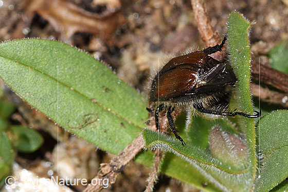 Foto: Gartenlaubkäfer (Phyllopertha horticola). Länge 8.5 - 11mm. Ansicht von hinten oben.