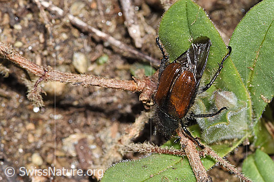Foto: Gartenlaubkäfer (Phyllopertha horticola). Länge 8.5 - 11mm. Ansicht von hinten oben.