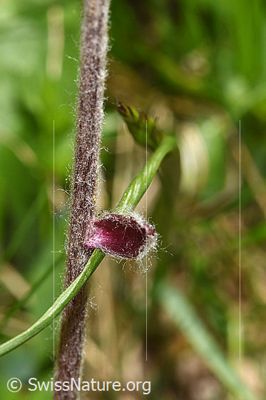 Photo: Homogyne alpina. Stem and Stem leaf.