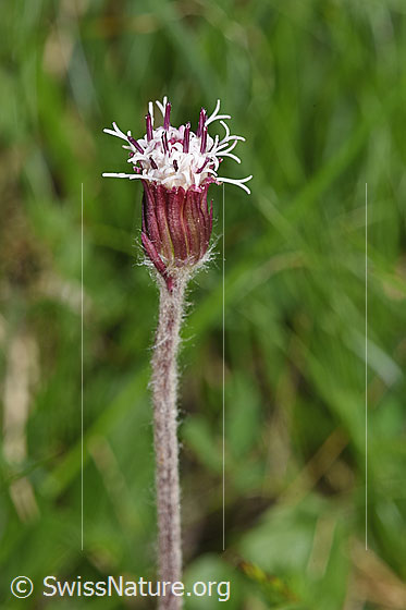 Foto: Alpenlattich (Homogyne alpina). Stängel und Blüten.