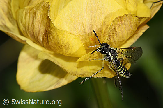 Photo: Probably Tenthredo brevicornis on Trollius europaeus. Length 9 - 11mm. View from diagonally above.