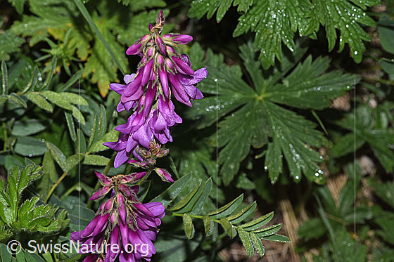 Photo: Hedysarum hedysaroides. Blossoms and leaves. Height: 34cm.