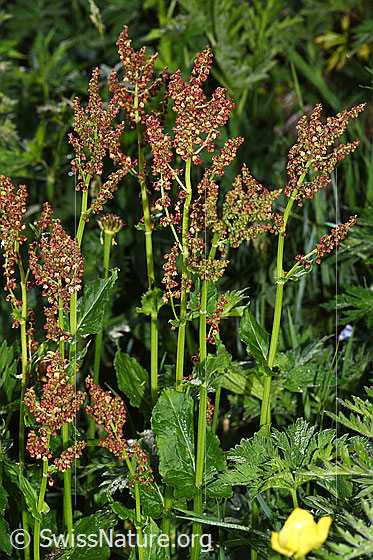 Foto: Berg-Sauerampfer (Rumex alpestris). Ganze Pflanze (Habitus). Höhe: 55cm.