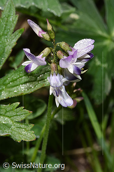 Alpen-Tragant (Astragalus alpinus)