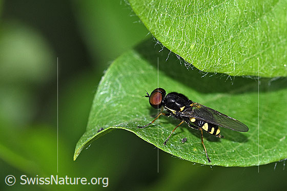 Foto: Oxycera pygmaea (Waffenfliege). Länge 5mm. Männchen. Ansicht von der Seite.