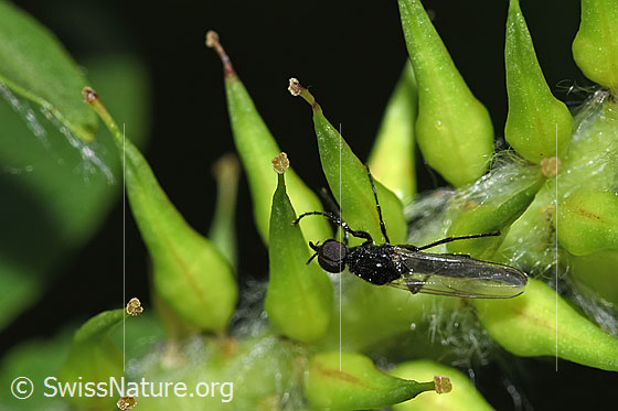Foto: Dunkelflügelige Haarmücke (Dilophus febrilis). Länge 5mm. Männchen. Wird auch Gemeine Strahlenmücke genannt. Ansicht von seitlich oben.