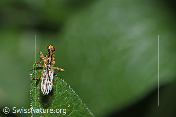 Foto: Wahrscheinlich Cordilura albipes (Dungfliege). Ansicht von oben.