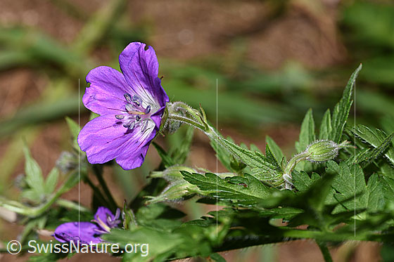 Foto: Wald-Storchschnabel (Geranium sylvaticum). Blüte. Ansicht von seitlich oben.