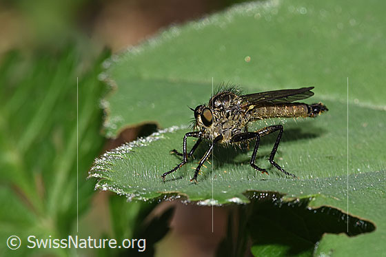 Foto: Berg-Raubfliege (Didysmachus picipes). 14 - 18mm. Männchen. Ansicht von der Seite.