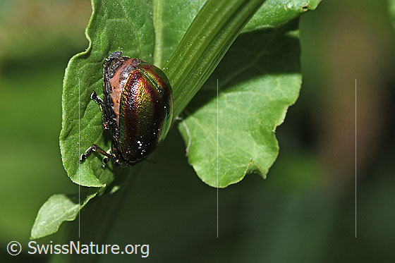 Foto: Wahrscheinlich Oreina speciosa (Blattkäfer). Länge 10mm. Ansicht von seitlich hinten.