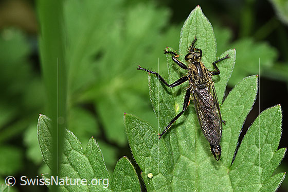 Foto: Berg-Raubfliege (Didysmachus picipes). 14 - 18mm. Männchen. Ansicht von oben.