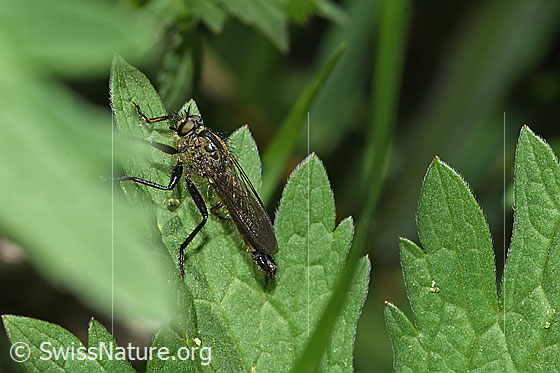 Foto: Berg-Raubfliege (Didysmachus picipes). 14 - 18mm. Männchen. Ansicht von schräg oben.