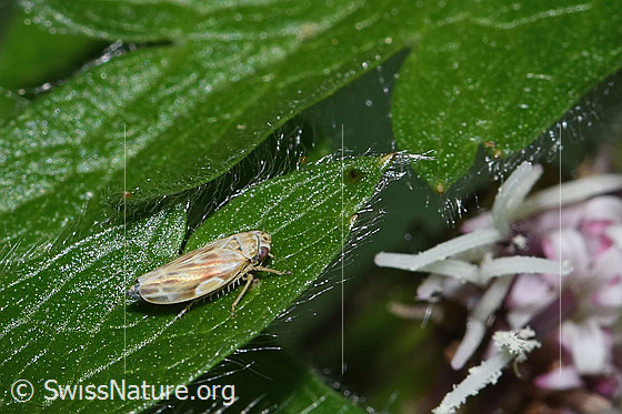 Foto: Bergblattzikade (Erythria manderstjernii). Ansicht von seitlich oben.