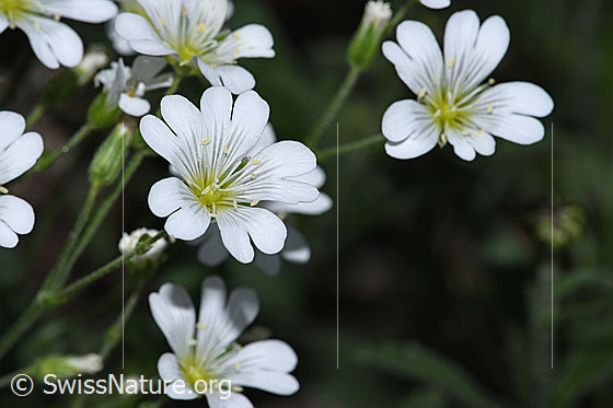 Foto: Wahrscheinlich Aufrechtes Acker-Hornkraut (Cerastium arvense ssp. strictum). Blüten.