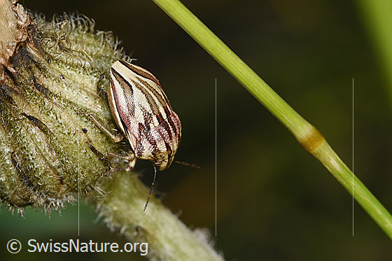 Foto: Odontotarsus purpureolineatus (Schildwanze) an Blume. Länge: 10mm. Ansicht von seitlich oben.
