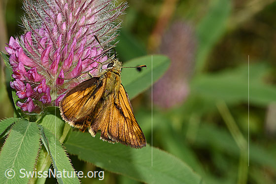 Photo: Ochlodes sylvanus on Trifolium rubens. View from the side rear upper position.