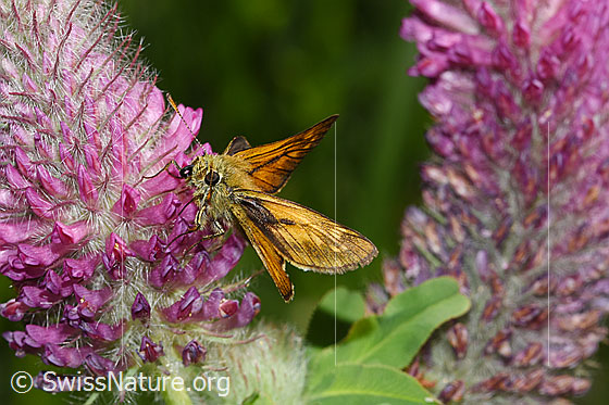 Foto: Rostfarbiger Dickkopffalter (Ochlodes sylvanus) auf Purpur-Klee (Trifolium rubens). Ansicht von seitlich vorne.