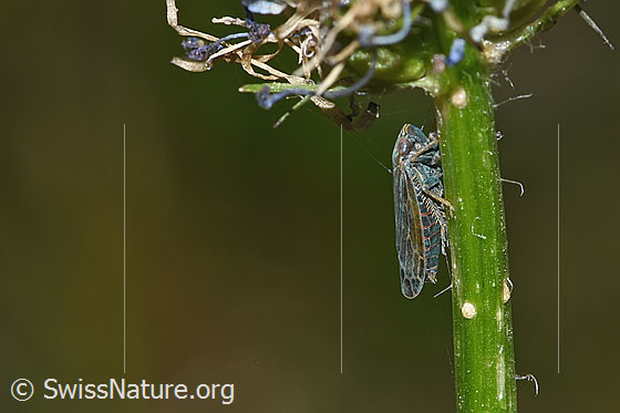 Foto: Wahrscheinlich Braune Waldzirpe (Speudotettix subfusculus) an Betonienblättriger Rapunzel (Phyteuma betonicifolium). Länge 5 - 6mm. Ansicht von der Seite.