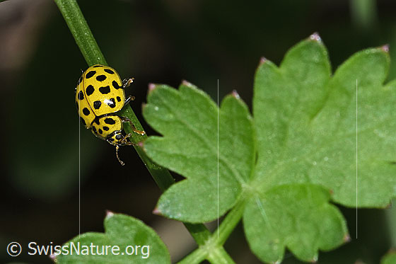 Foto: Zweiundzwanzigpunkt-Marienkäfer (Psyllobora vigintiduopunctata). Länge 3 - 4.5mm. Ansicht von seitlich oben.