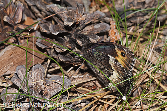 Photo: Hipparchia genava. Wings closed. View from the side rear upper position.