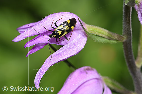 Foto: Grypocoris sexguttatus (Weichwanze) auf Rotem Waldvögelein (Cephalanthera rubra). Länge 7mm. Ansicht von oben.