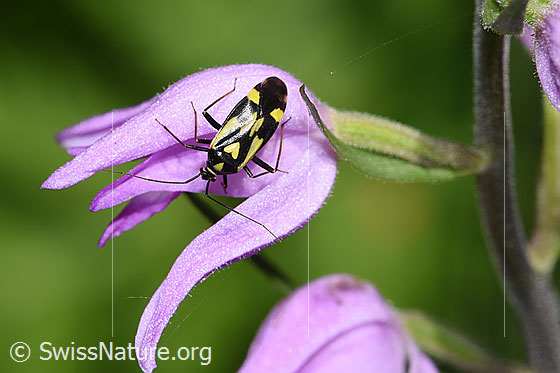 Foto: Grypocoris sexguttatus (Weichwanze) auf Rotem Waldvögelein (Cephalanthera rubra). Länge 7mm. Ansicht von oben.