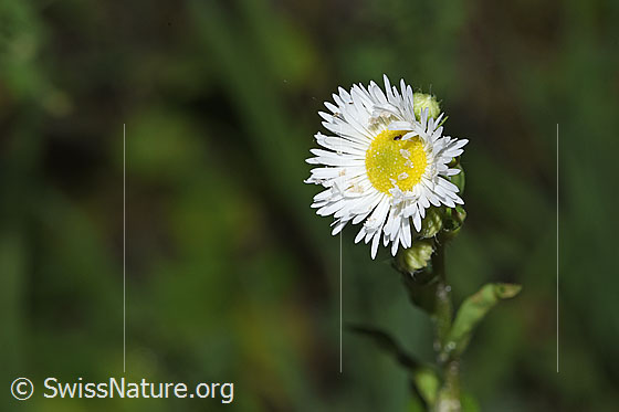 Foto: Einjähriges Berufkraut (Erigeron annuus). Blüte. Höhe der ganen Pflanze: 40cm.