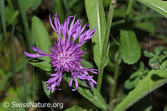 Photo: Centaurea jacea. Blossom. View from above. Height of the entire plant: 22 cm.