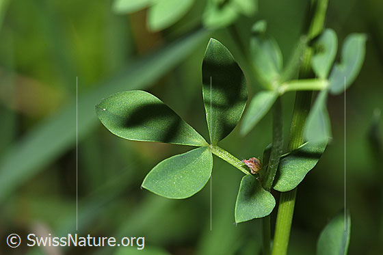 Photo: Lotus corniculatus. Leaf and stem. Leaf length: approx. 12 mm.