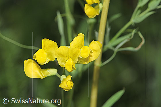 Foto: Wiesen-Platterbse (Lathyrus pratensis). Blüten.