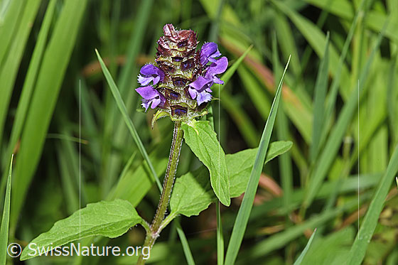 Photo: Prunella vulgaris. Whole plant (habiti). Height: 29cm.