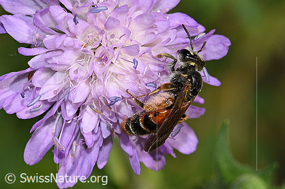 Foto: Knautien-Sandbiene (Andrena hattorfiana) auf Wald-Witwenblume (Knautia dipsacifolia). Länge 15mm. Weibchen. Ansicht von der Seite.