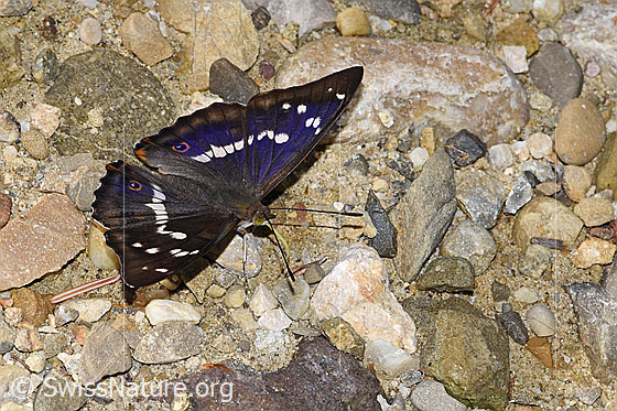 Foto: Grosser Schillerfalter (Apatura iris). Flügel geöffnet. Ansicht von seitlich vorne oben.
