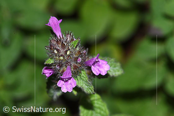 Foto: Wirbeldost (Clinopodium vulgare). Blüten.