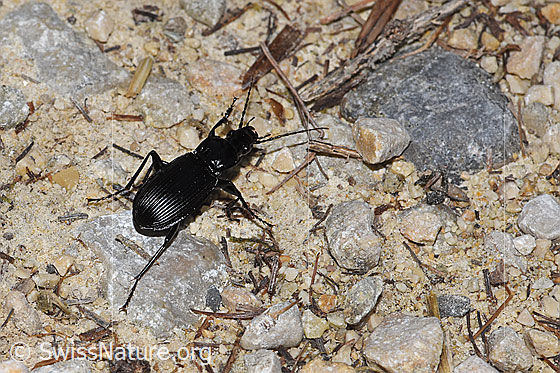 Foto: Grosser Grabkäfer (Pterostichus niger). Länge 20mm. Wird auch Gestreifter Schulterläufer genannt. Ansicht von oben.