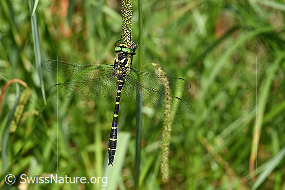 Photo: Cordulegaster bidentata. View from above.