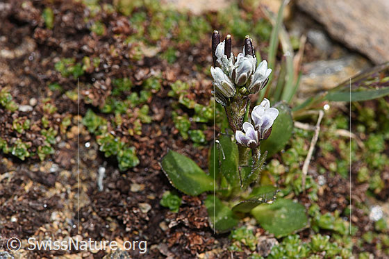 Foto: Bläuliche Gänsekresse (Arabis caerulea). Ganze Pflanze (Habitus). Höhe: 2.5cm.