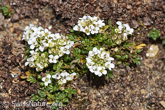 Photo: Pritzelago alpina ssp. brevicaulis. Whole plant (habiti).