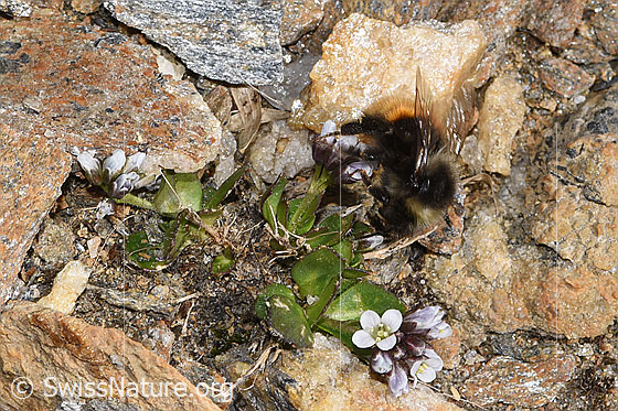Photo: Bombus monticola on Arabis caerulea. Length 16mm. View from the side.