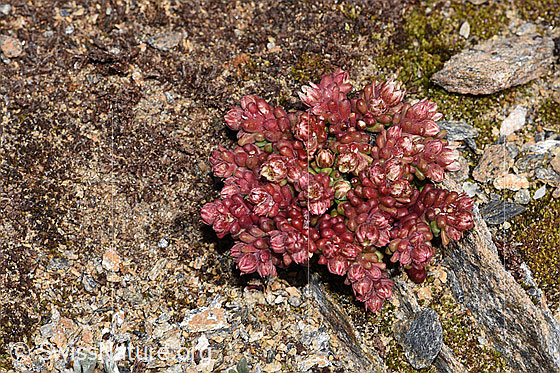Photo: Sedum atratum. Whole plant (habiti). Height: ca. 3cm.