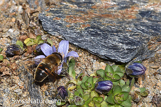 Foto: Mistbiene (Eristalis tenax) an Mont Cenis-Glockenblume (Campanula cenisia). Länge 14 - 16mm. Männchen. Ansicht von oben.