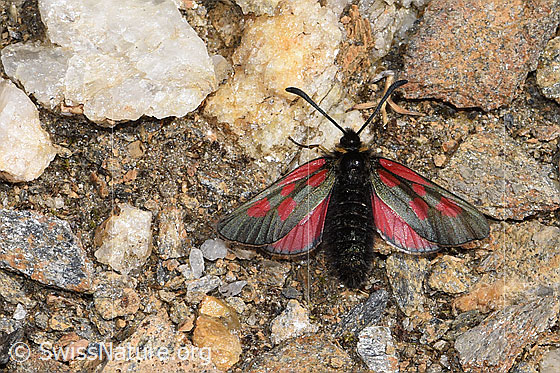 Photo: Zygaena exulans. Wings open. View from above.