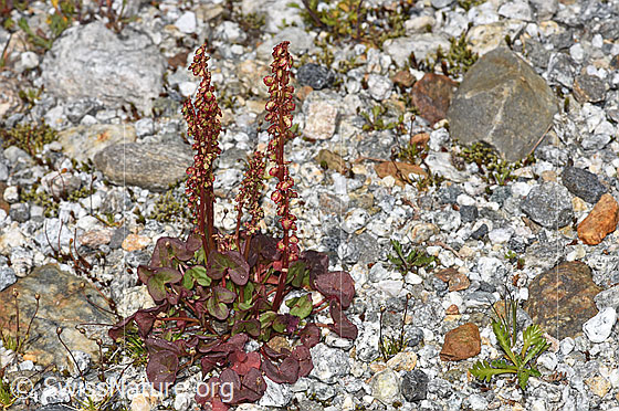 Foto: Säuerling (Oxyria digyna). Ganze Pflanze (Habitus). Höhe = 12cm.