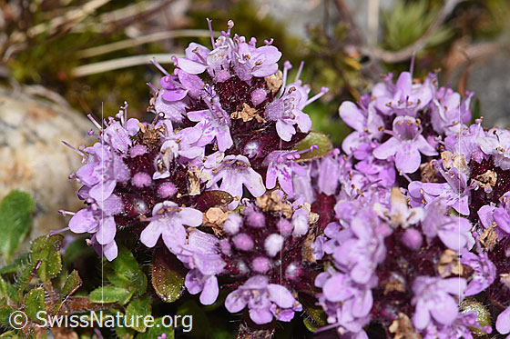 Foto: Vielhaariger Thymian (Thymus praecox ssp. polytrichus). Blüten.