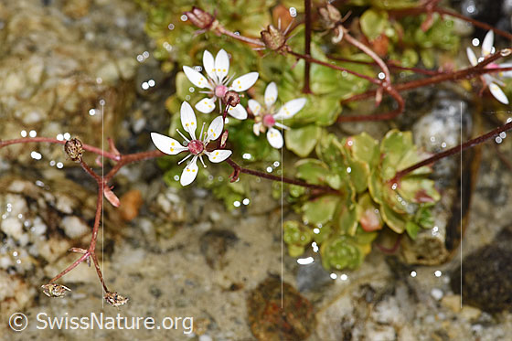 Foto: Sternblütiger Steinbrech (Saxifraga stellaris). Blüten.