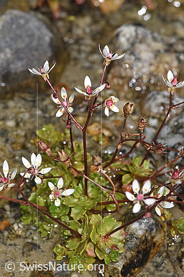 Foto: Sternblütiger Steinbrech (Saxifraga stellaris). Ganze Pflanze (Habitus). Höhe = 6.5cm.