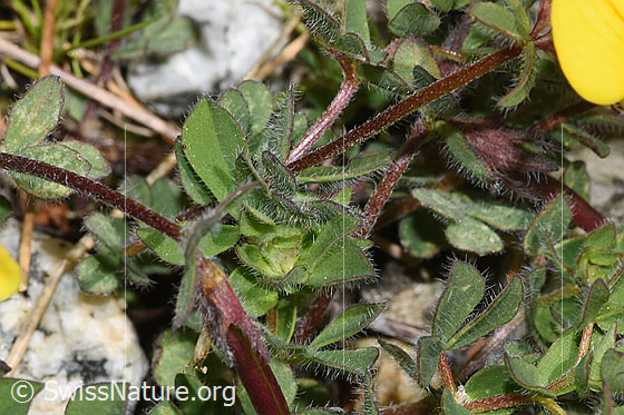 Foto: Alpen-Hornklee (Lotus alpinus). Blätter und Stängel.