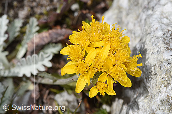 Foto: Graues Greiskraut (Senecio incanus). Blüte. Höhe der Pflanze = 4.5cm.