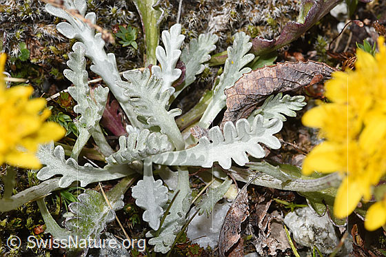 Foto: Graues Greiskraut (Senecio incanus). Blätter.